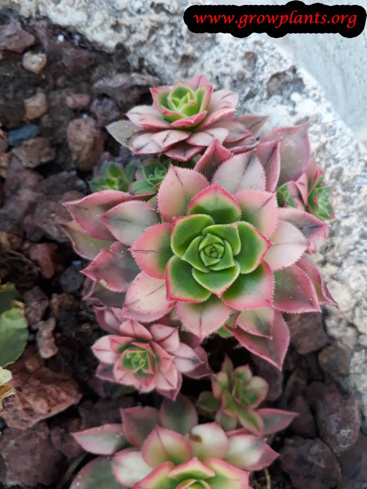 Aeonium kiwi plant