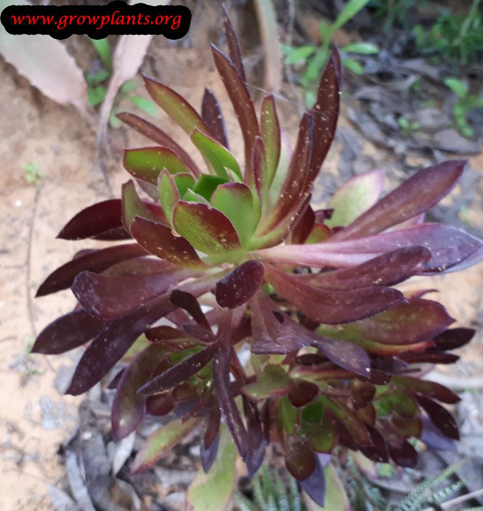Growing Aeonium arboreum plant