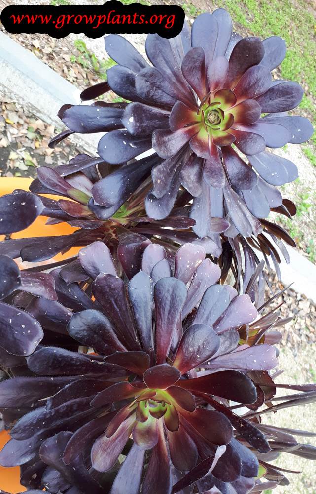 Aeonium arboreum Zwartkop