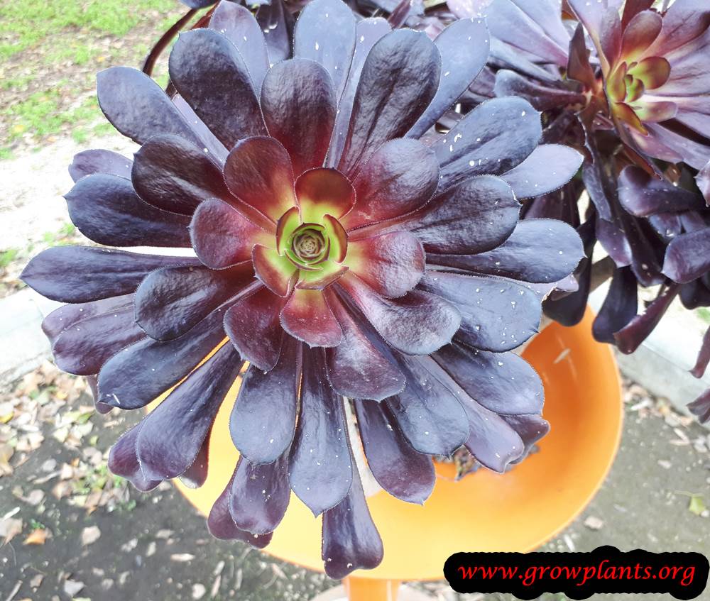 Aeonium arboreum Zwartkop plant