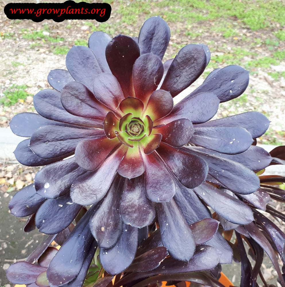 Growing Aeonium arboreum Zwartkop plant