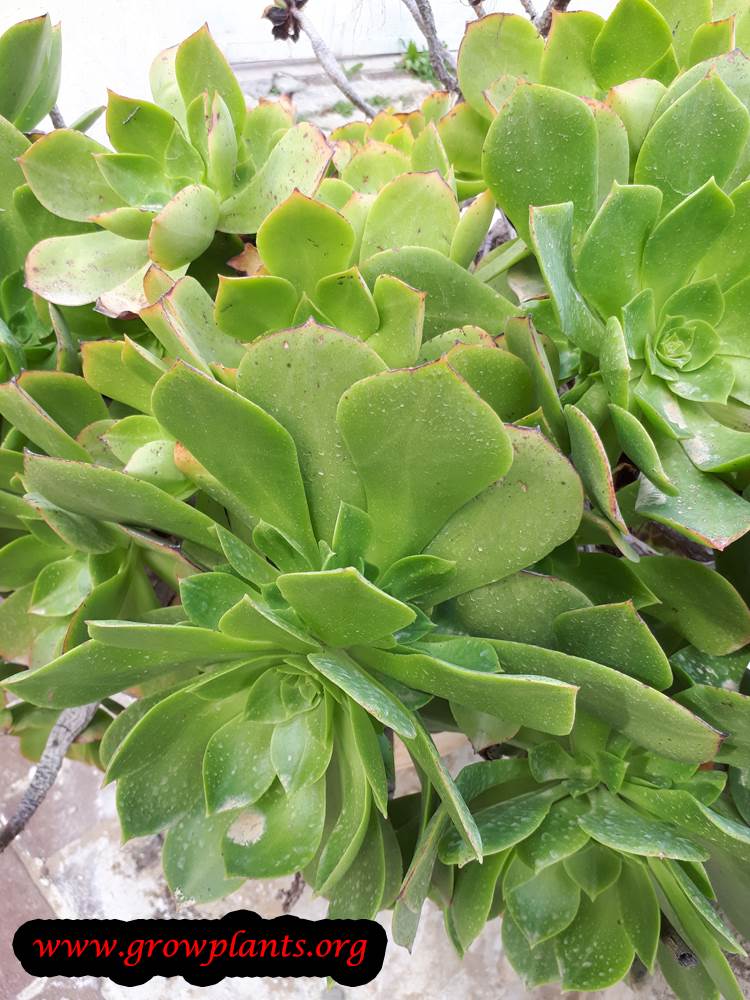 Growing Aeonium arboreum