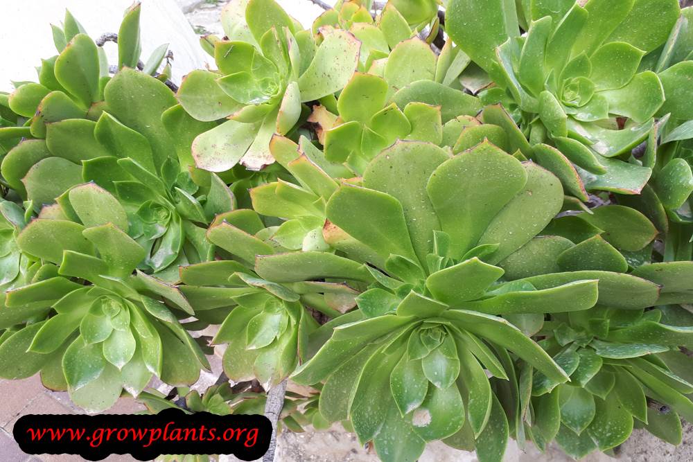 Aeonium arboreum care