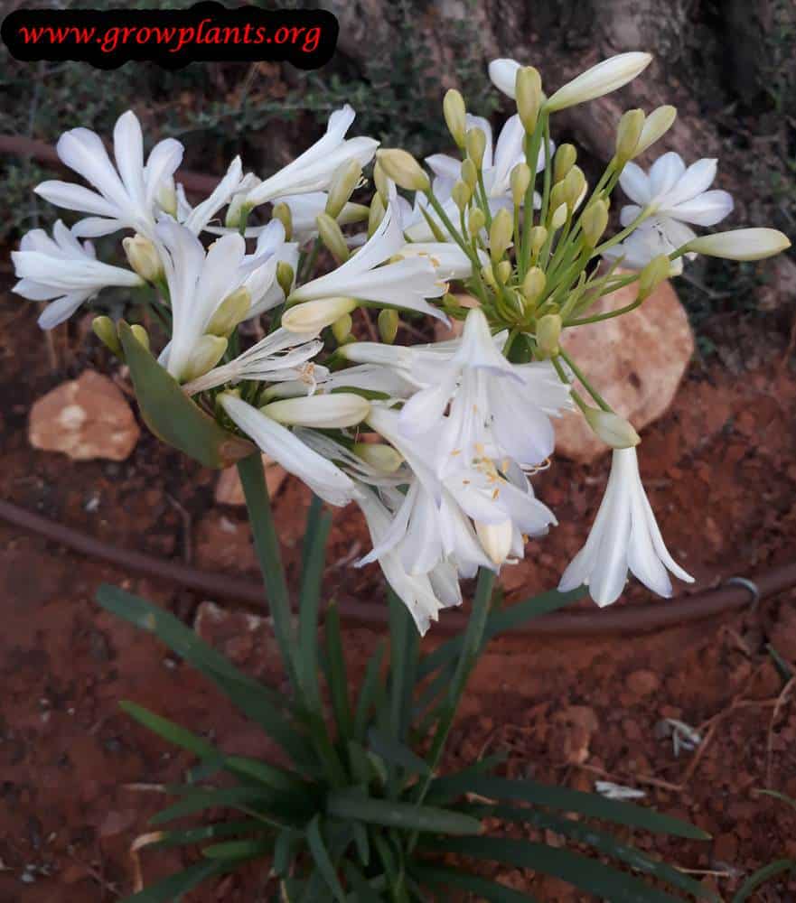 Agapanthus africanus