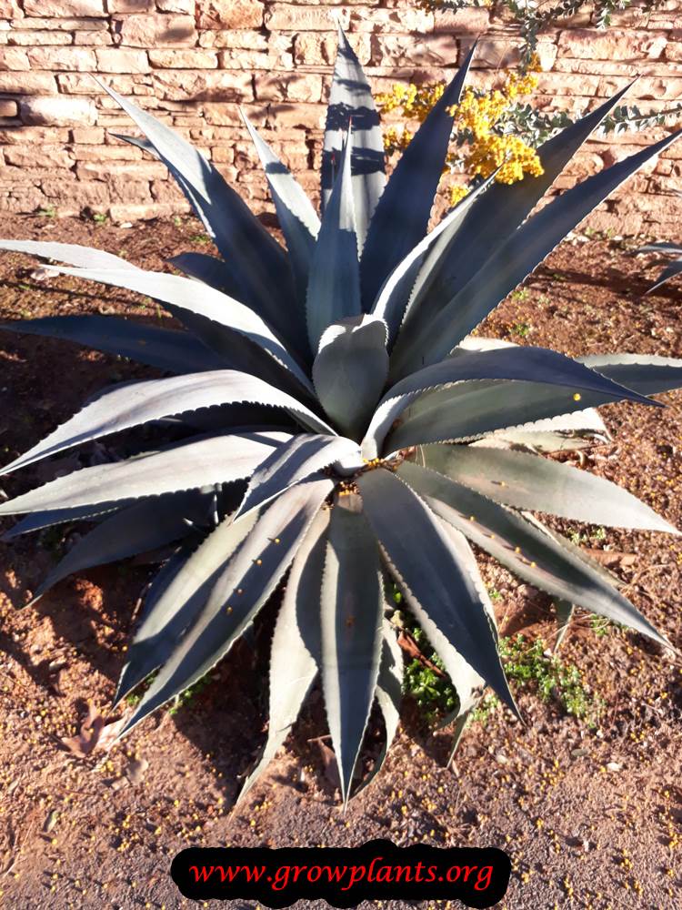 Growing Agave americana