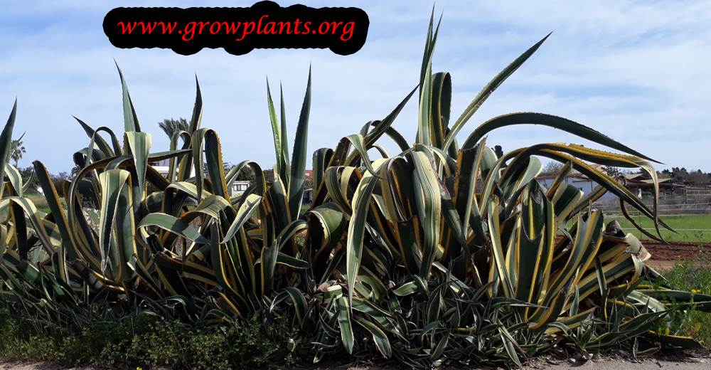 Agave americana Marginata