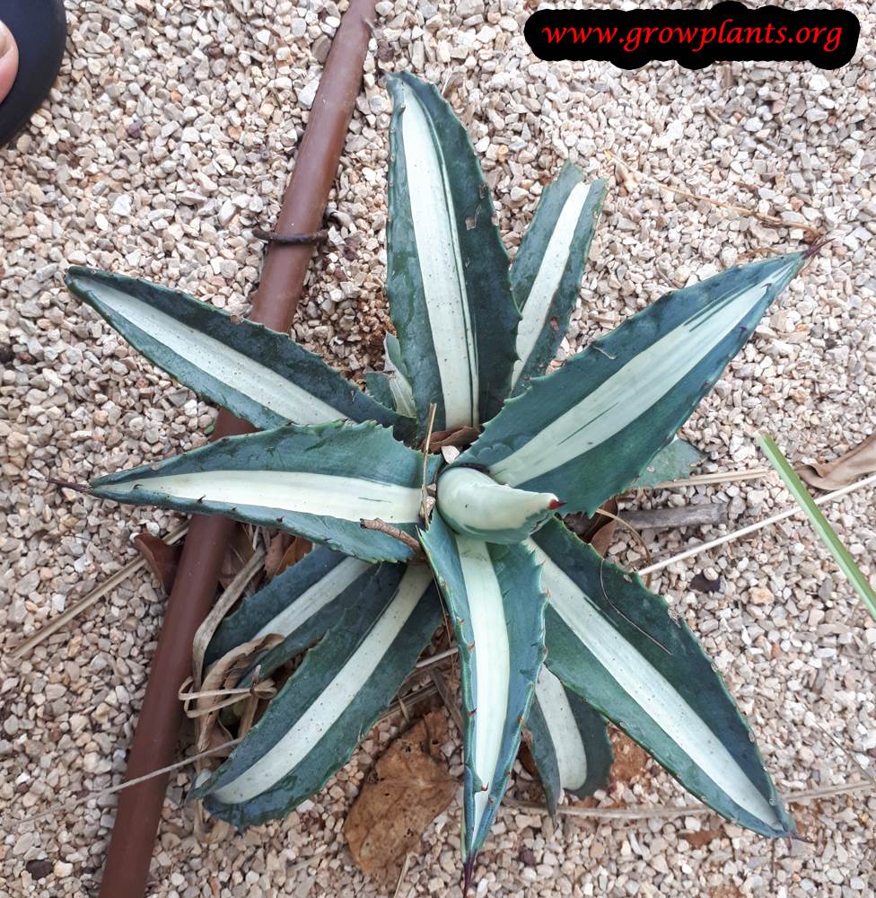 Agave americana Mediopicta