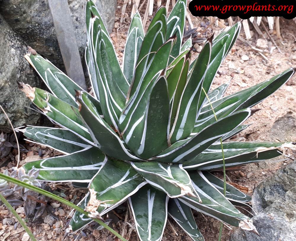 Agave victoriae reginae plant care