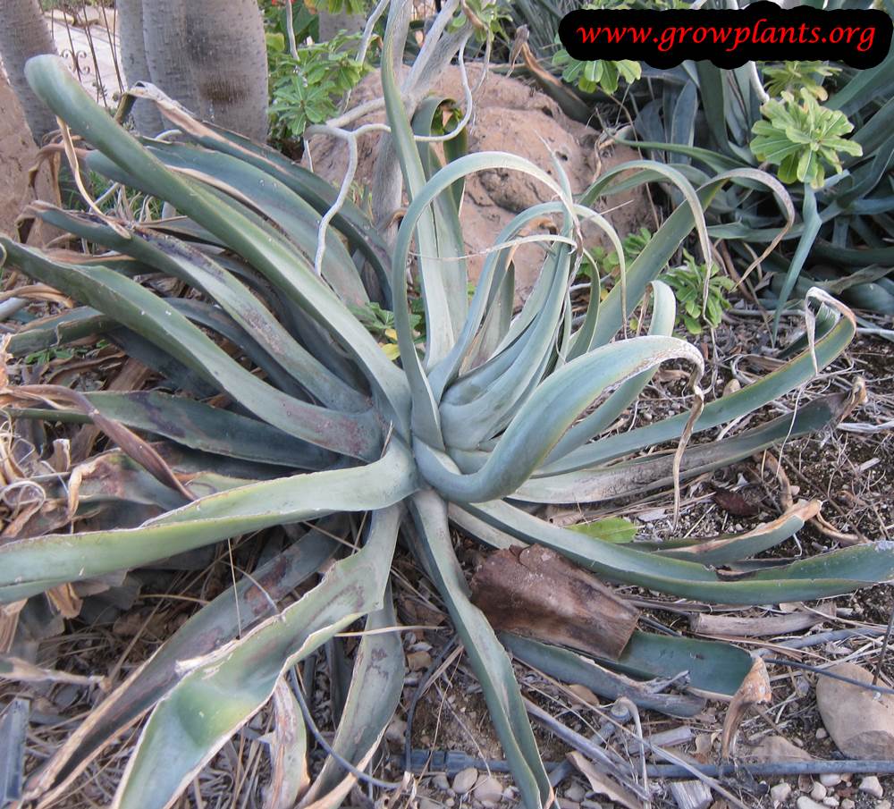 Agave vilmoriniana