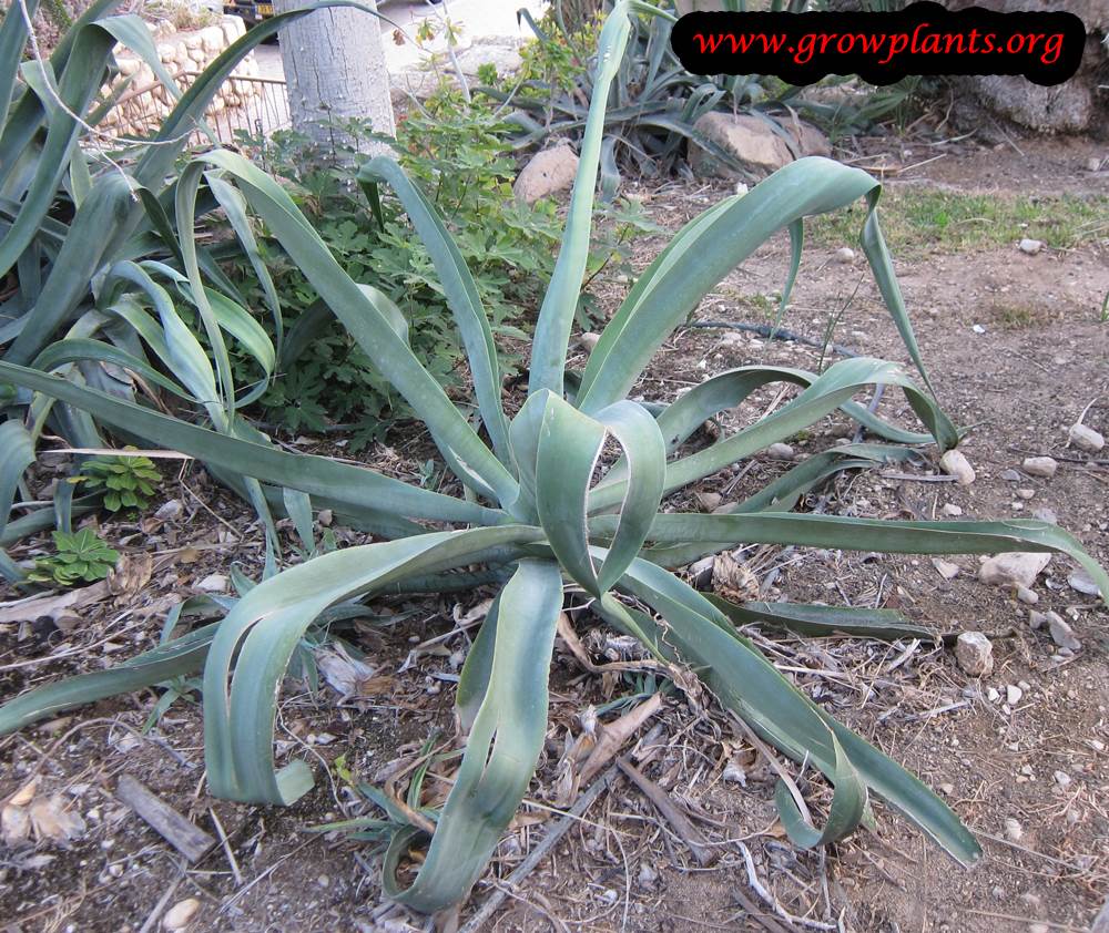 Agave vilmoriniana plant care