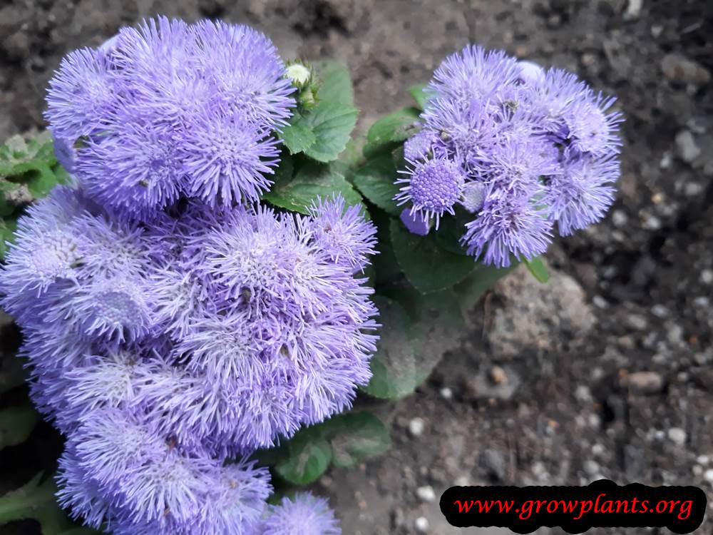 Ageratum How to grow &amp; care