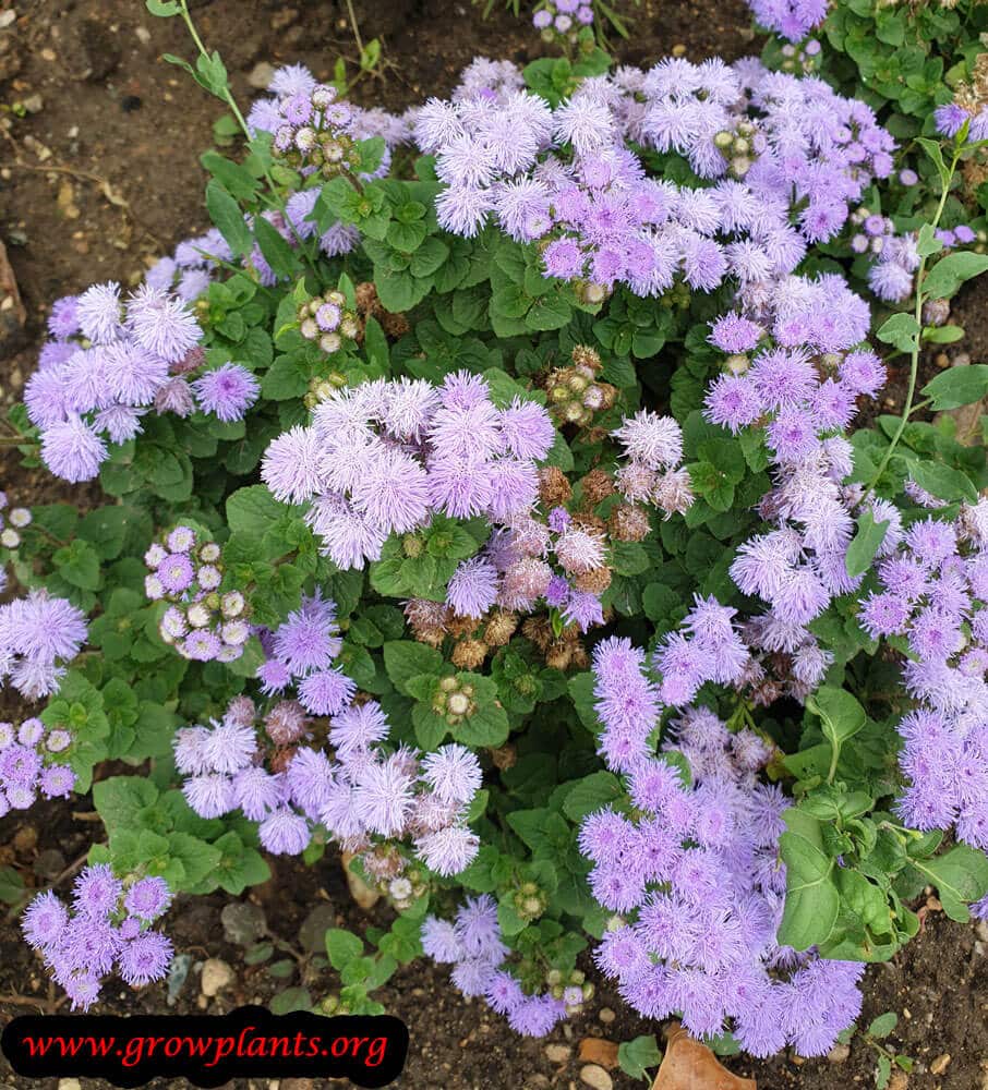 Ageratum How to grow &amp; care