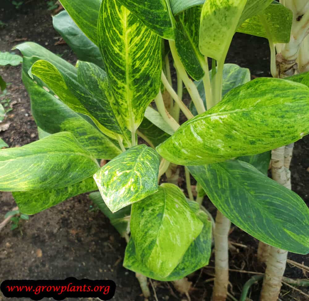 Aglaonema costatum