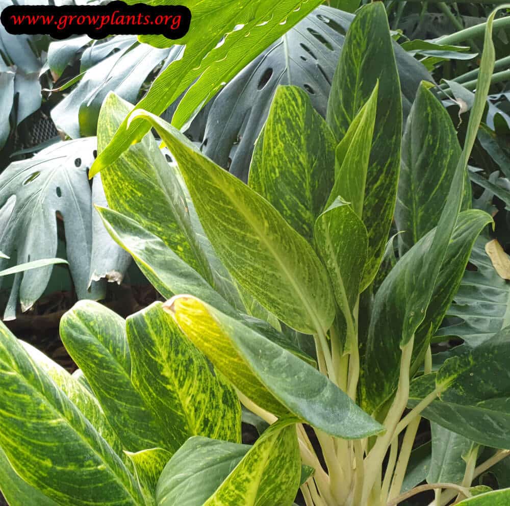 Aglaonema costatum plant