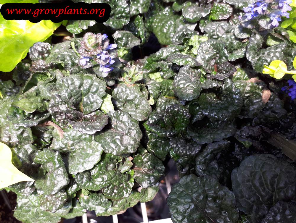 Growing Ajuga reptans