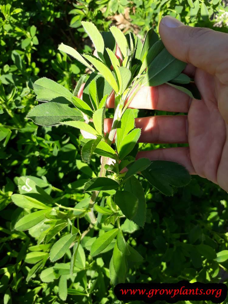 Alfalfa plant