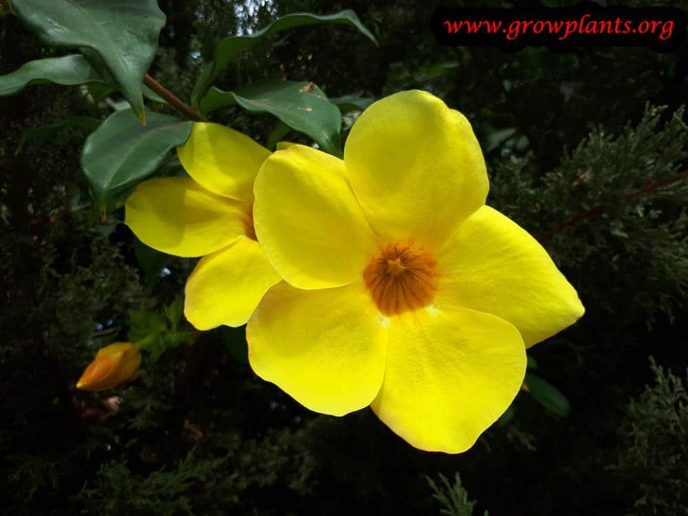 Growing Allamanda