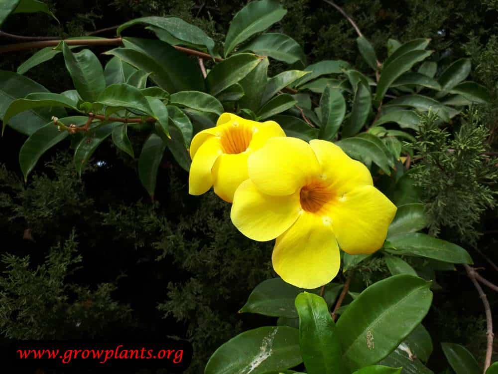 Allamanda flowers
