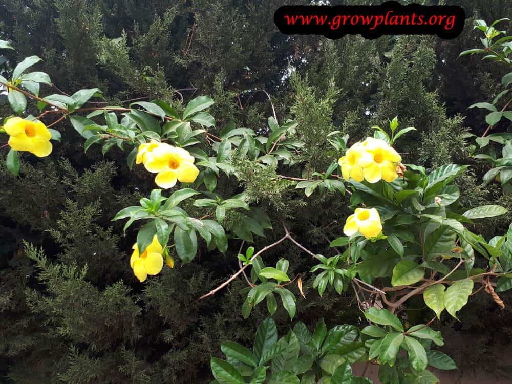 Allamanda plant care