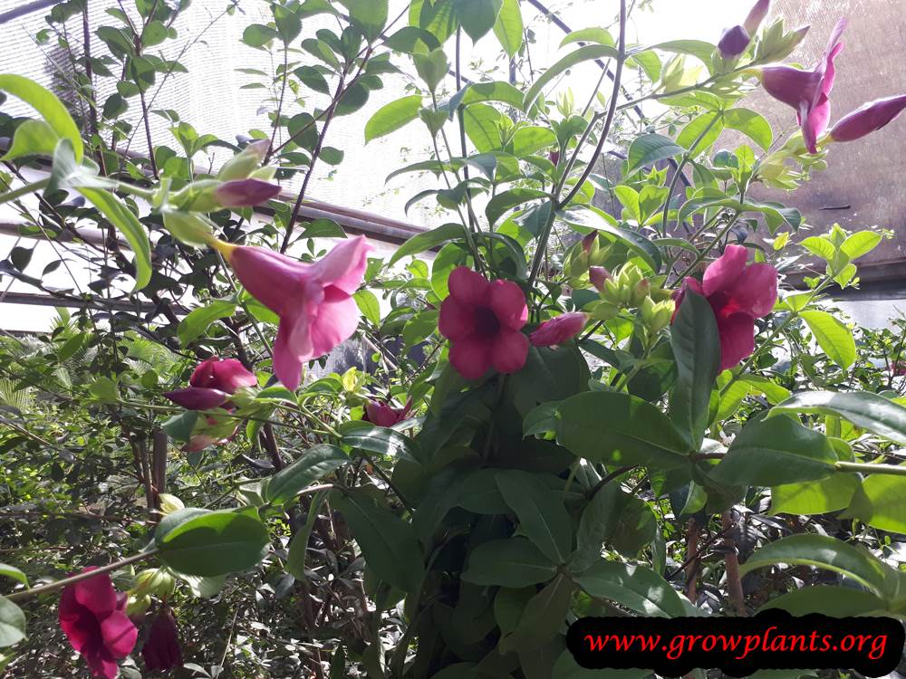 Allamanda Cherry jubilee How to grow & care
