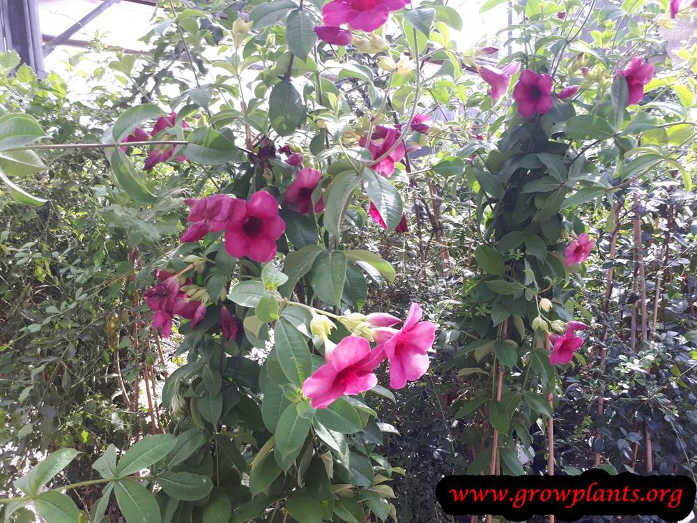 Allamanda Cherry jubilee How to grow & care