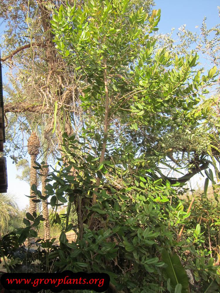 Allspice tree