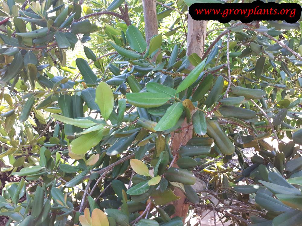 Growing Allspice tree