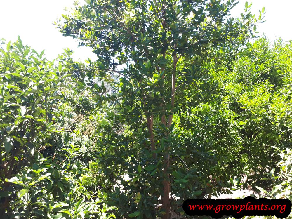 Allspice tree care