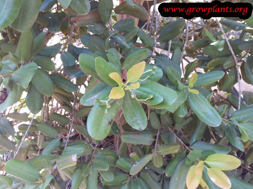 Allspice tree leaves