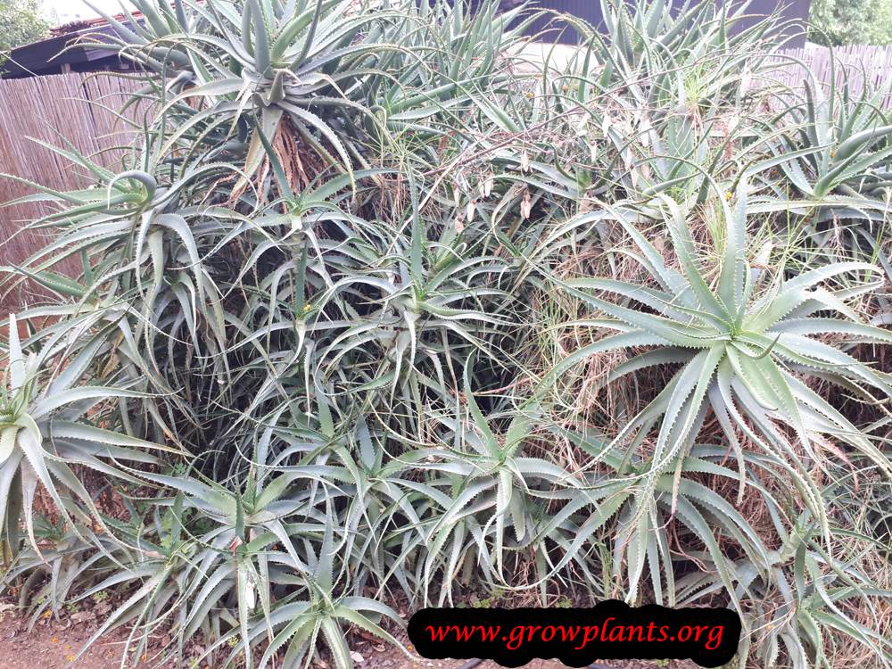 Growing Aloe arborescens