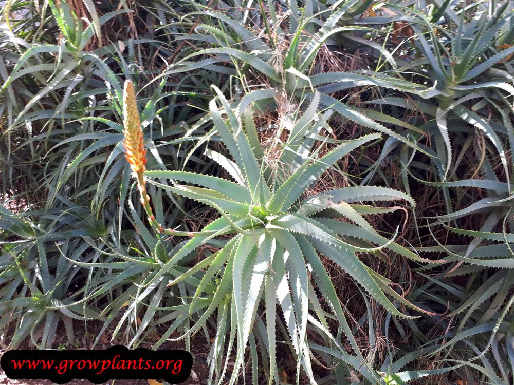 Aloe arborescens care