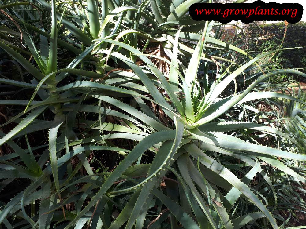 Aloe arborescens succulent