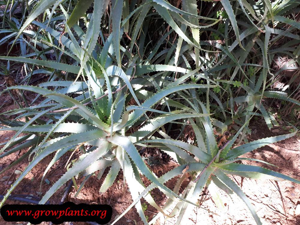 Aloe arborescens plant care