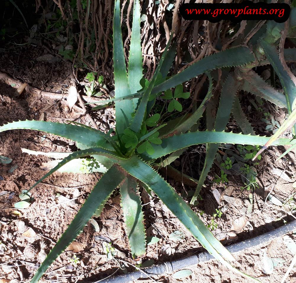 Aloe arborescens grow and care