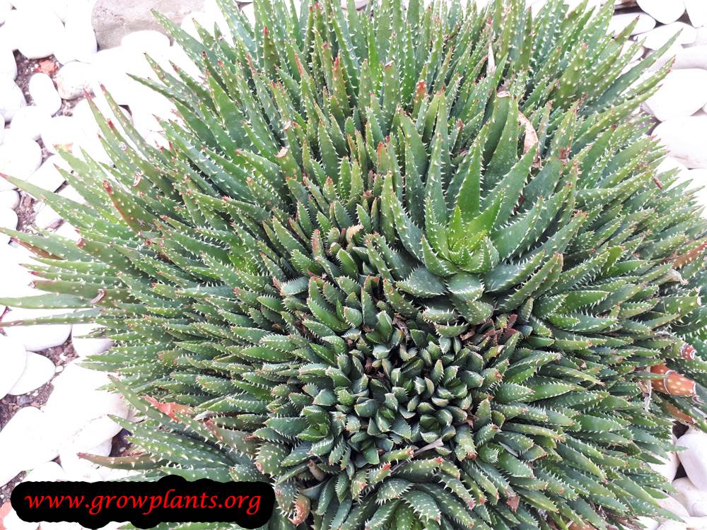 Aloe Crosbys Prolific