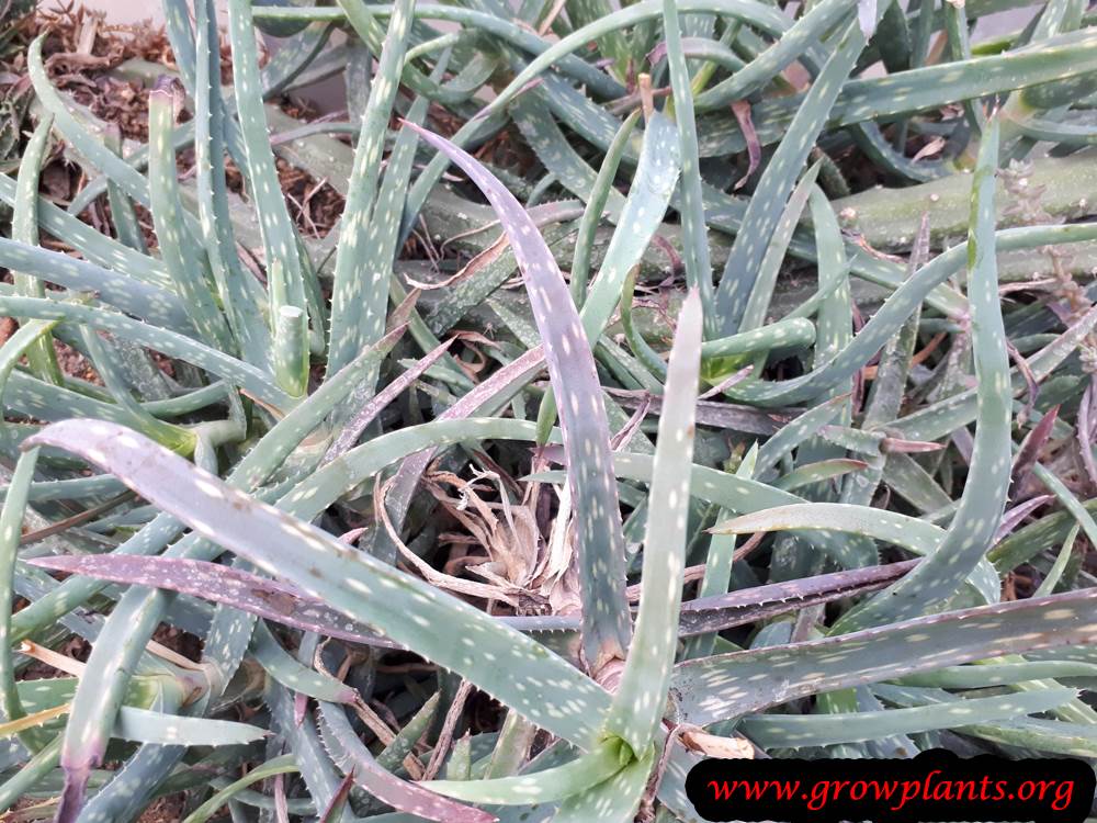 Aloe millotii