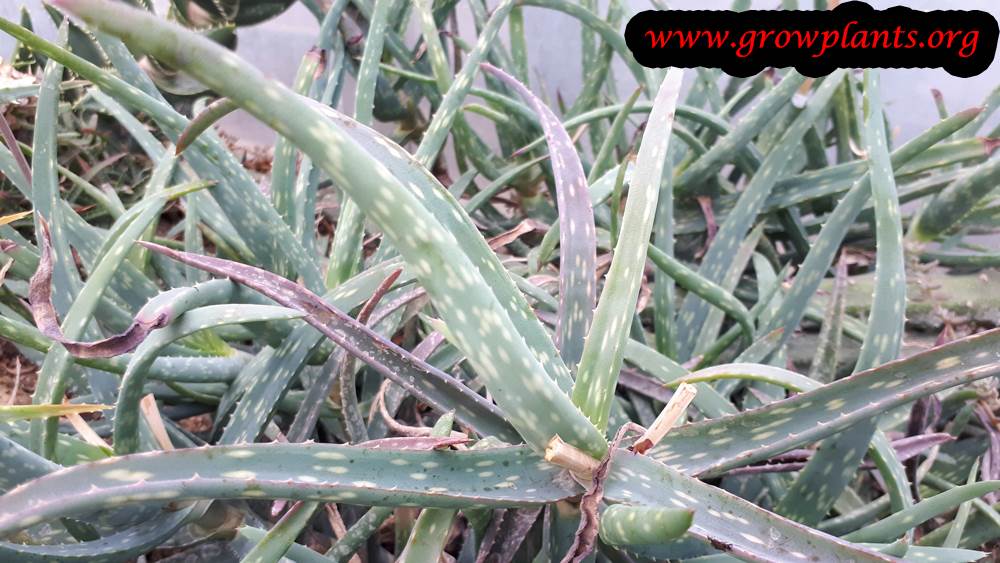 Aloe millotii plant care
