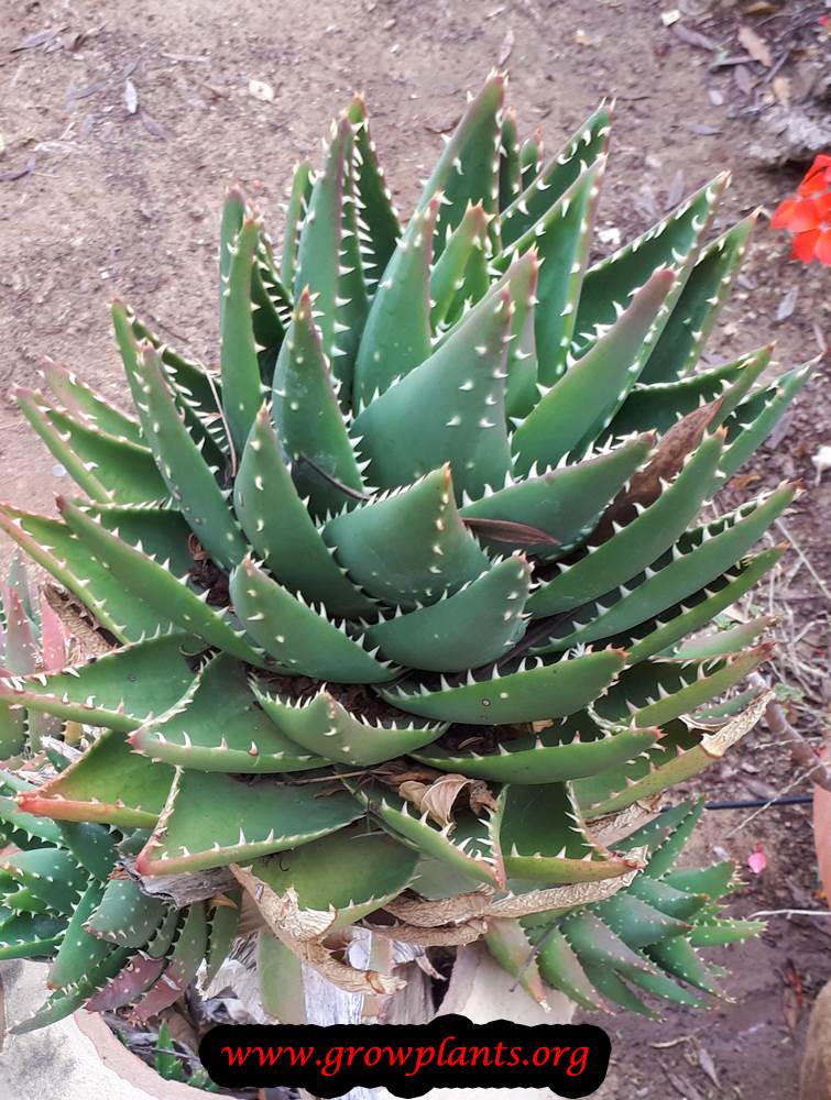 Aloe nobilis