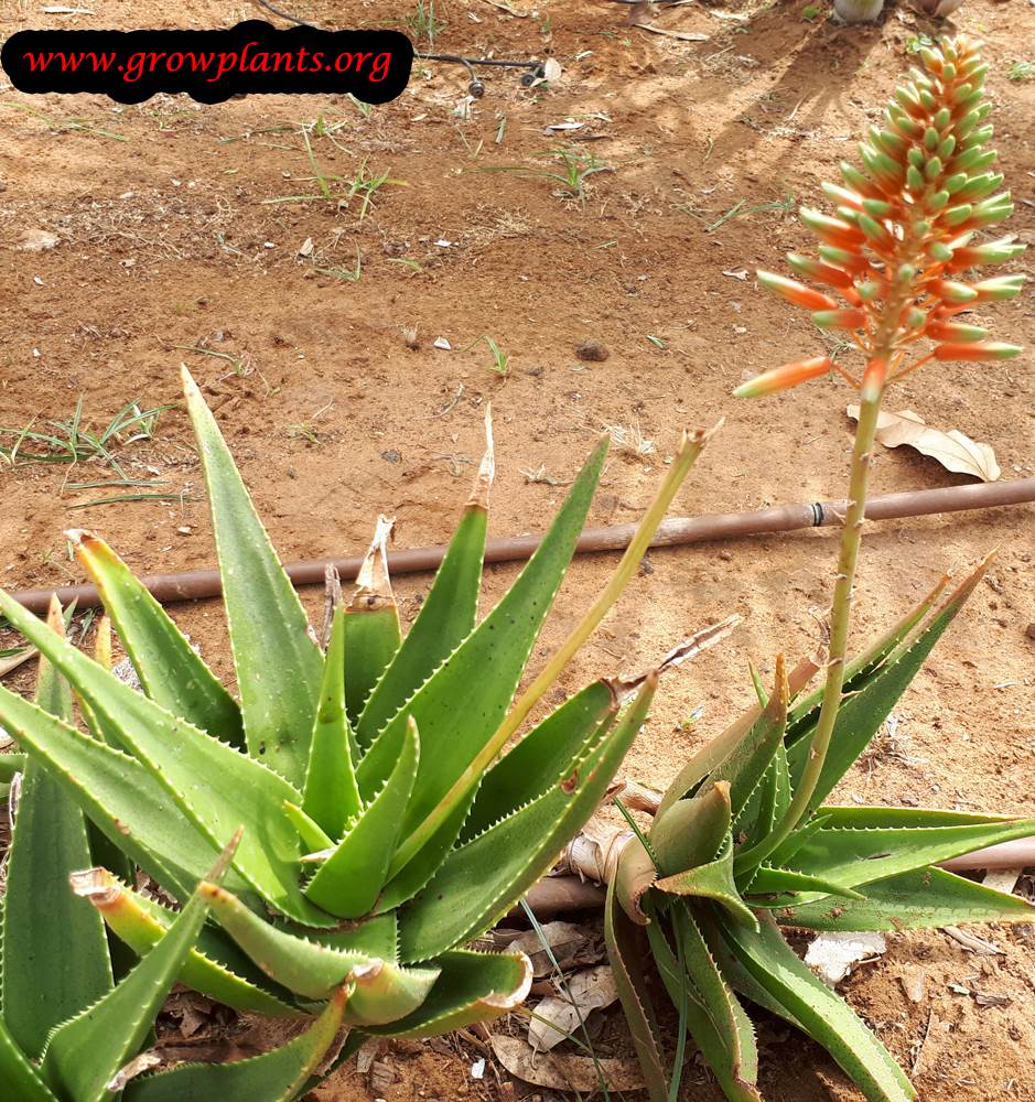 Aloe plant flower