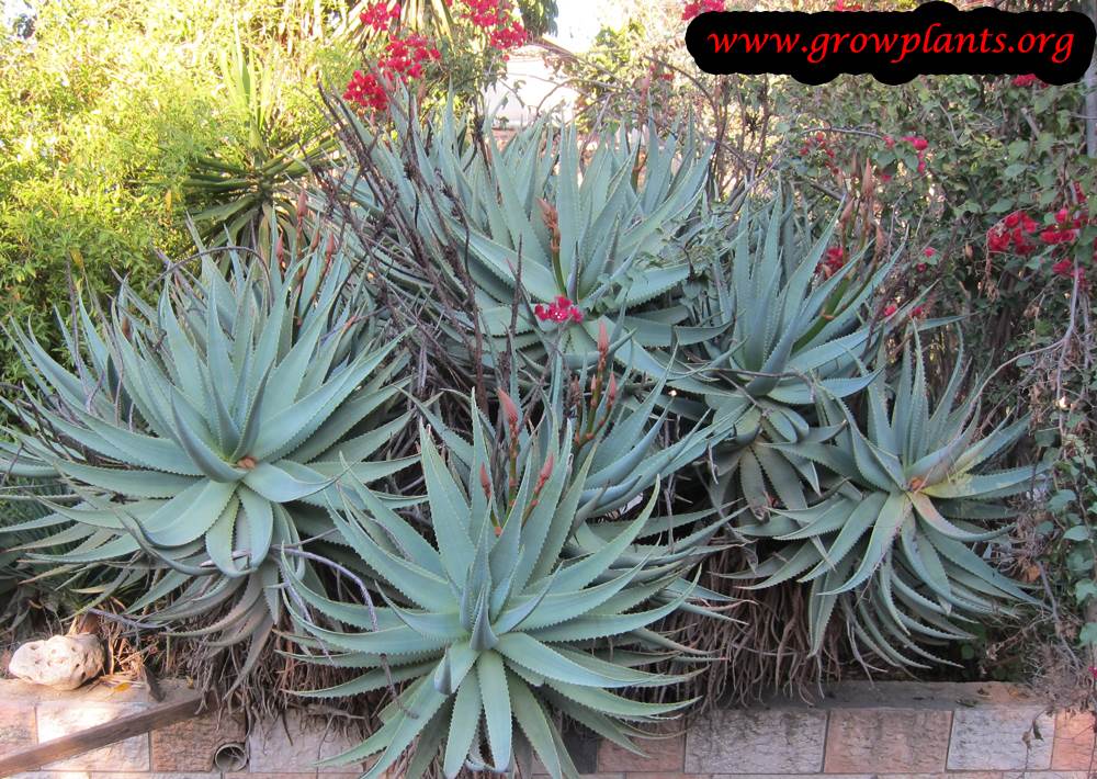 Aloe principis plant care