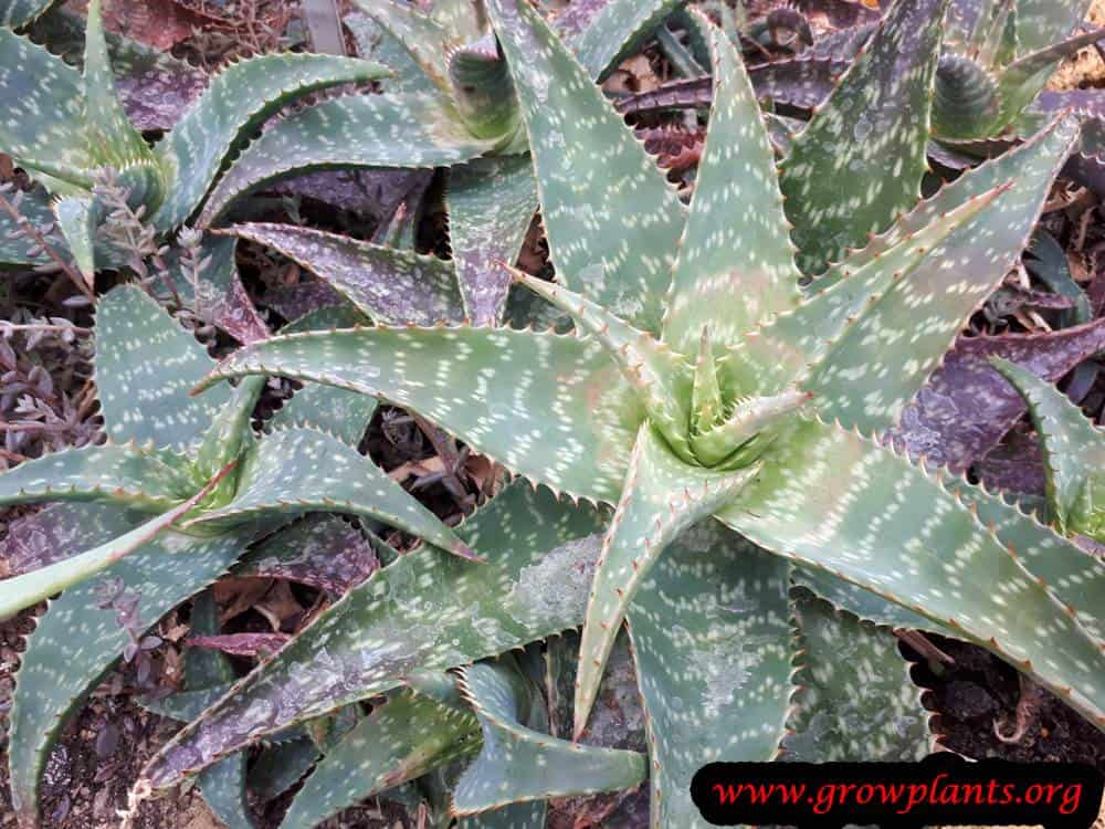 Aloe saponaria