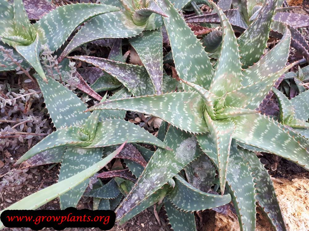 Aloe saponaria plant care