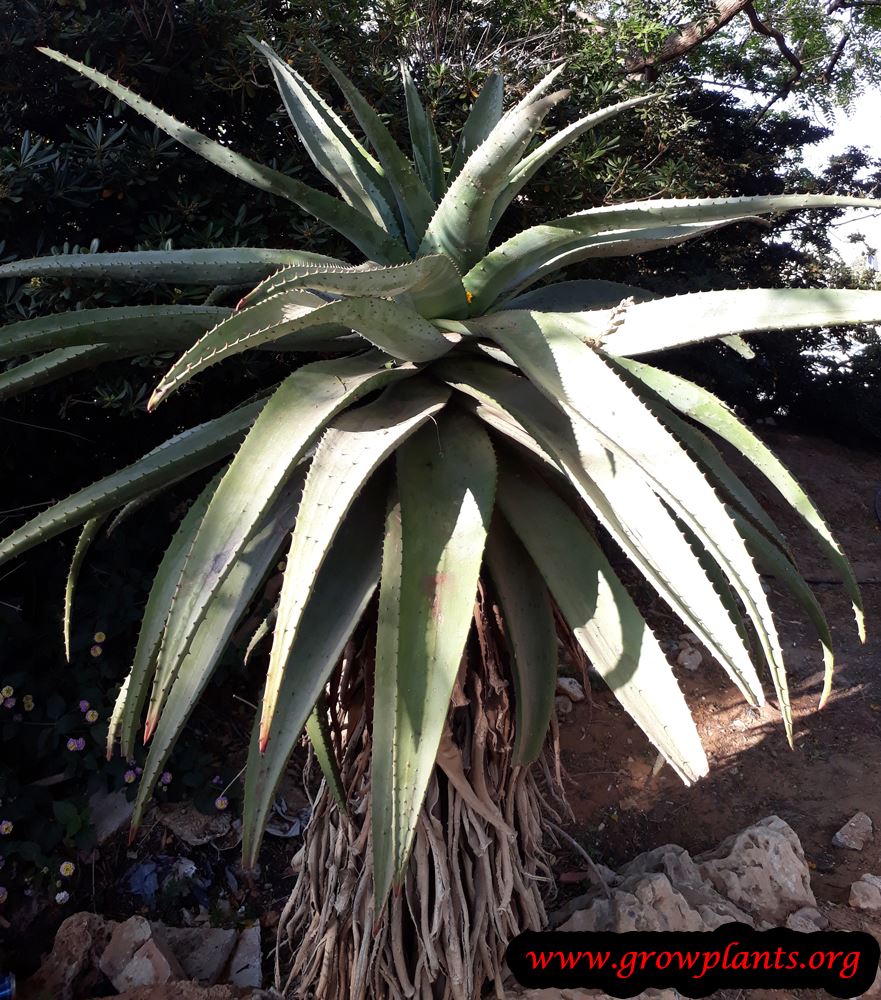 Aloe tree plant