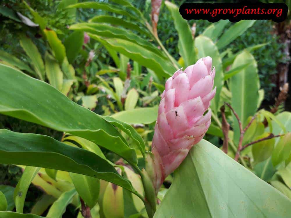 Growing Alpinia purpurata plant