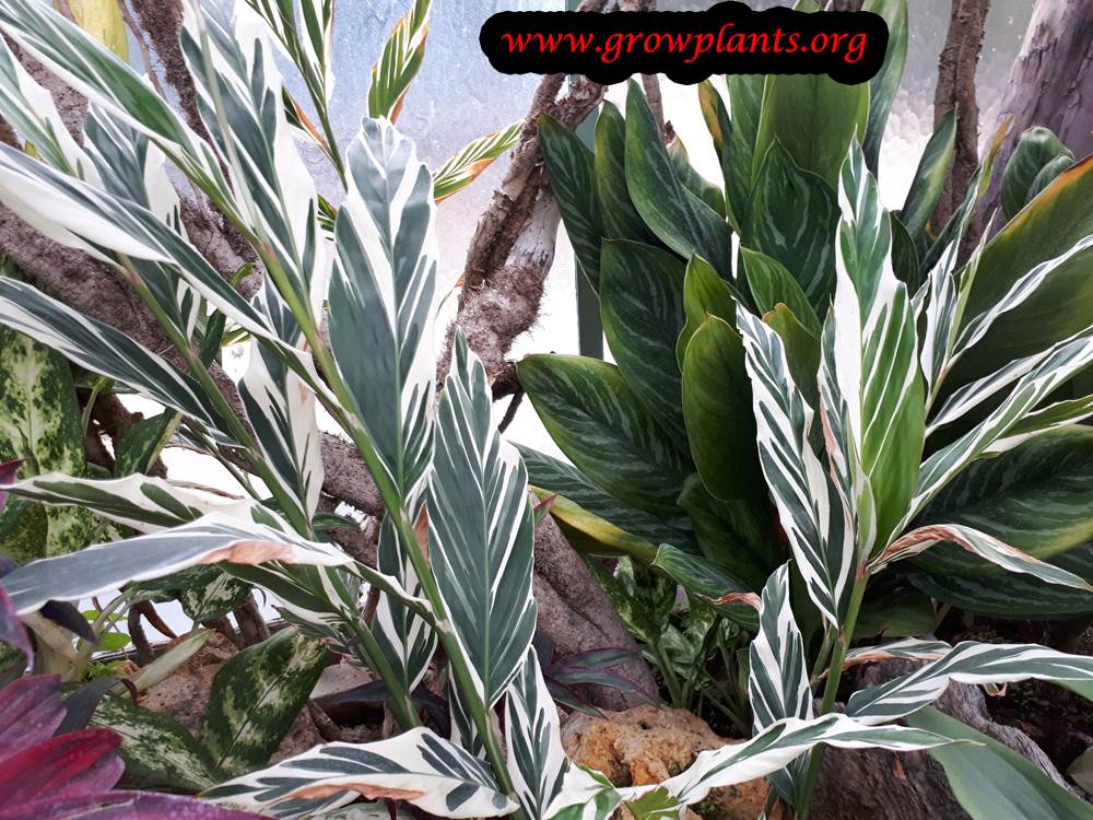 Alpinia vittata