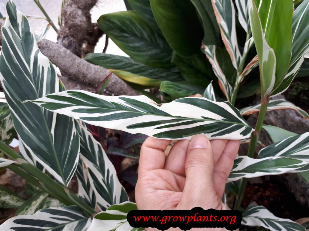Alpinia vittata leaves