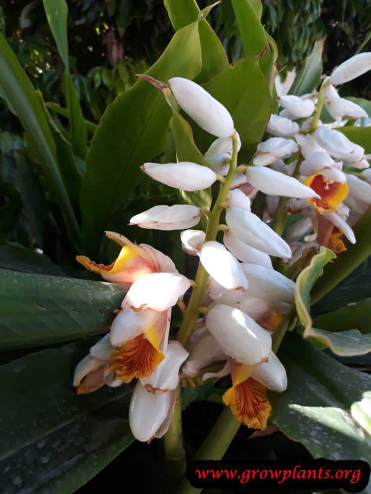 Alpinia zerumbet plant care