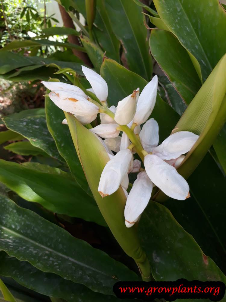 Growing Alpinia zerumbet plant