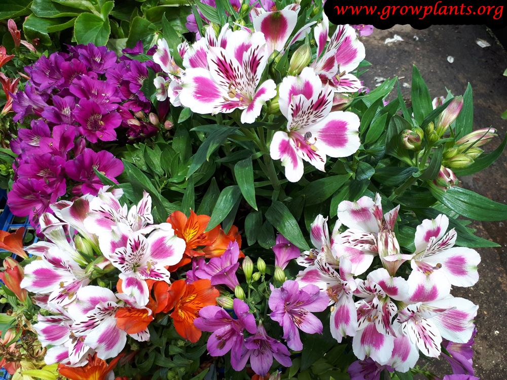 Alstroemeria mix flowers