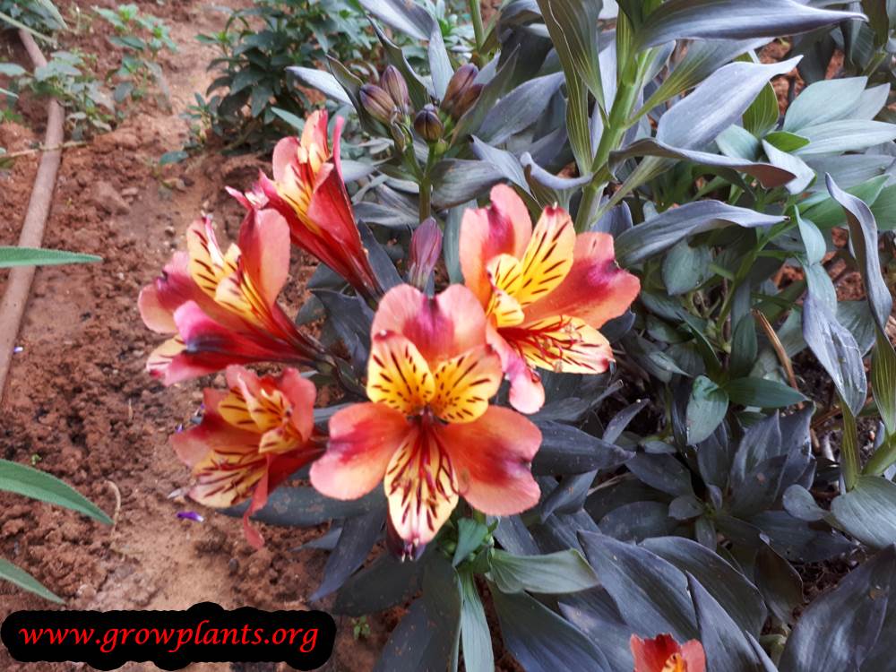 Alstroemeria indian summer